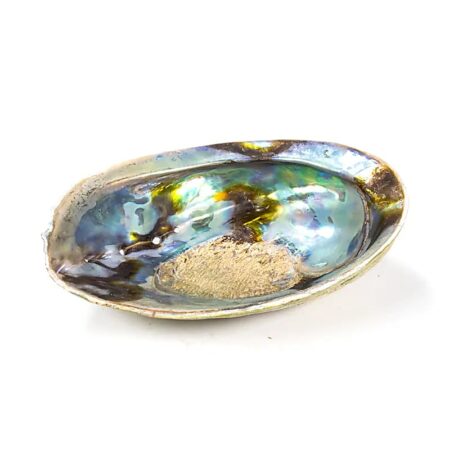 Regenbogen Abalone (Paua) Muschel