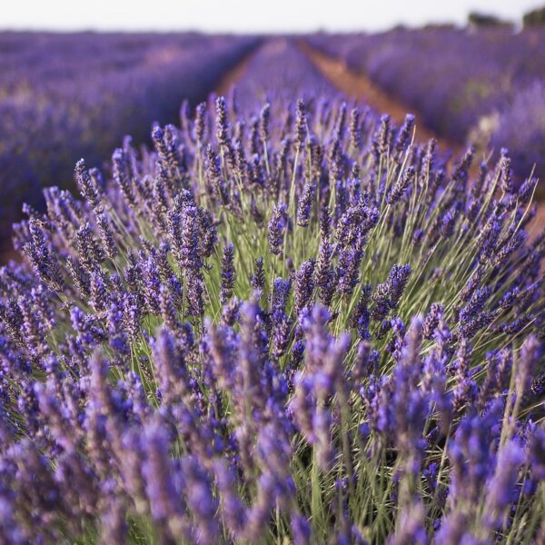 Lavendel - Blüten – Bild 3