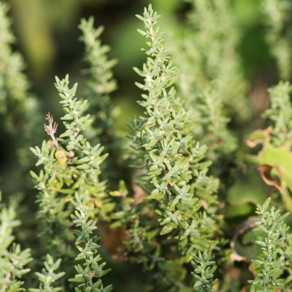 Thymian - Kraut – Bild 3