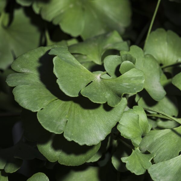 Ginkgo - Blätter – Bild 3