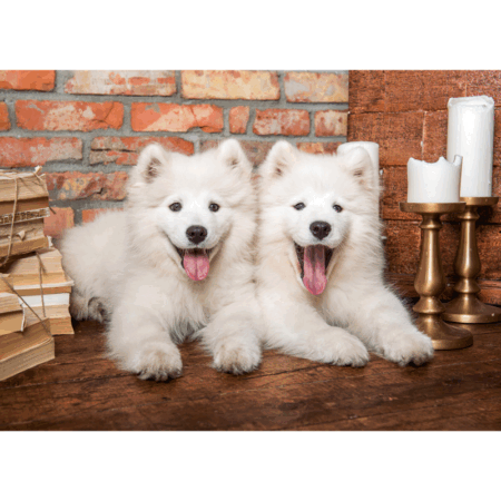Samoyed Puppies Say Hello - 1000 Teile Puzzle