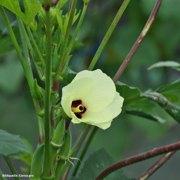 Moschus - Samen – Bild 3