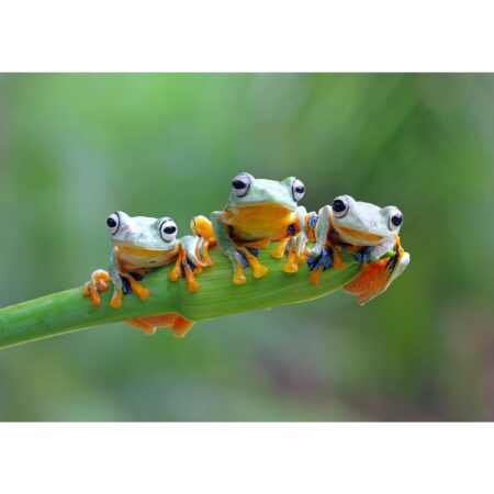Friendly Frogs - 500 Teile Puzzle