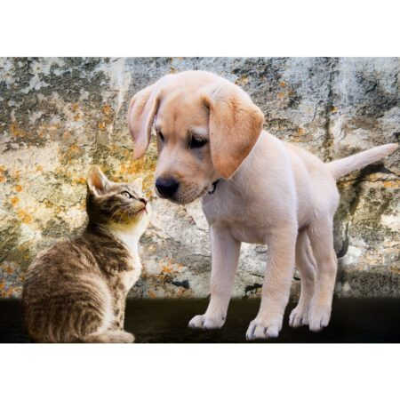 Kitten and Puppy - 500 Teile Puzzle