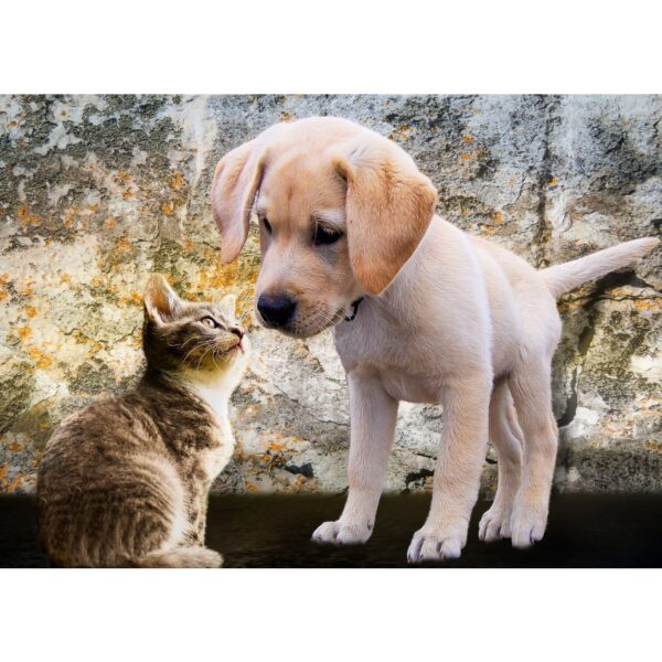 Kitten and Puppy - 500 Teile Puzzle