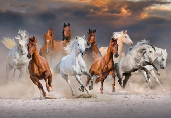 The Horse Race - 1000 Teile Puzzle