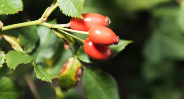 Hagebutte - Frucht – Bild 4