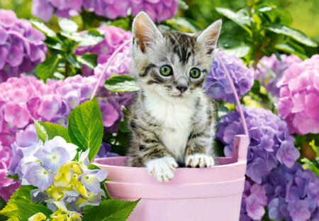 Kitten in Basket - 1500 Teile Puzzle