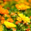 Ringelblume - Blüten – Bild 2