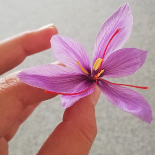 Safran-Krokus - Blüten – Bild 3