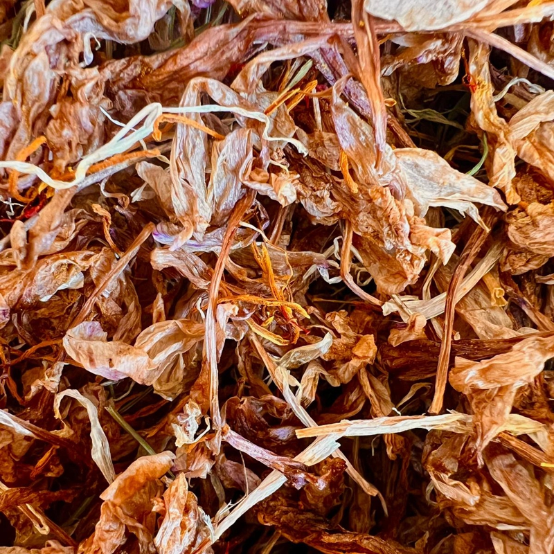 Safran-Krokus – Blüten