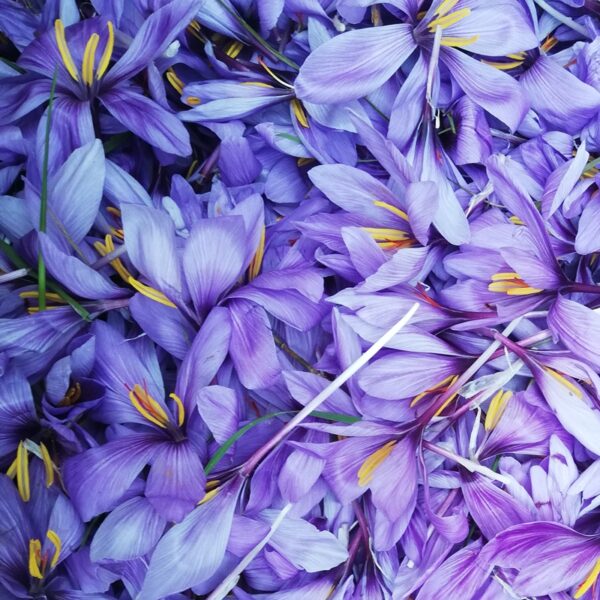Safran-Krokus - Blüten – Bild 4