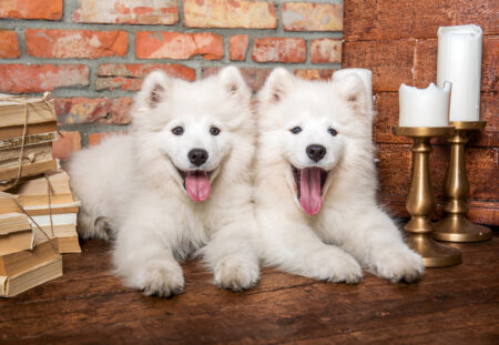 Samoyed Puppies Say Hello - 1000 Teile Puzzle