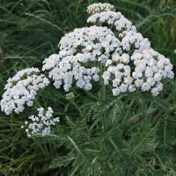 Schafgarbe - Blüten – Bild 3