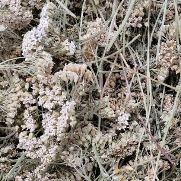 Schafgarbe - Blüten – Bild 2