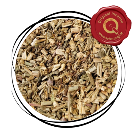 Wegwarte - Kraut