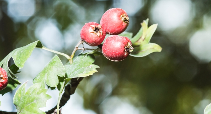 Weißdorn – Beeren